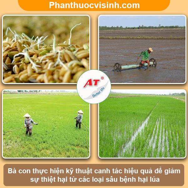 Các loại sâu bệnh hại lúa thường gặp & Biện pháp phòng trừ