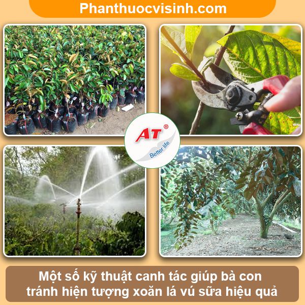 Cách xử lý cây vú sữa bị xoăn lá và nguyên nhân do đâu?