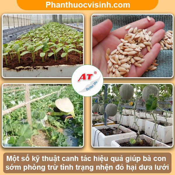Phòng trừ nhện đỏ hại dưa lưới hiệu quả, an toàn