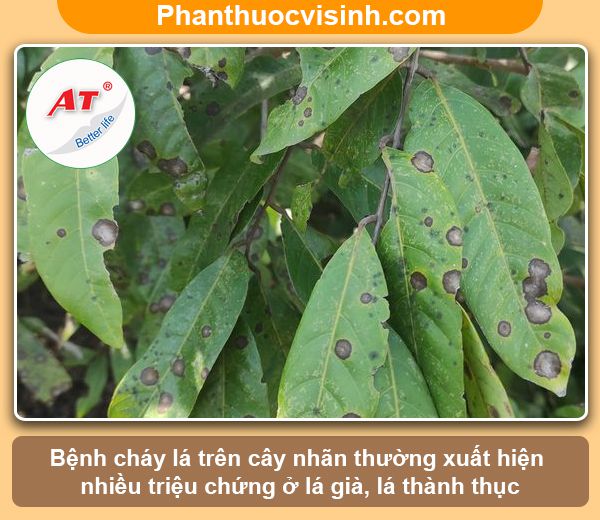 Bệnh cháy lá trên cây nhãn: Nguyên nhân & Cách phòng trị