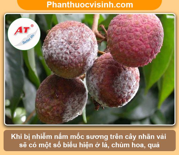 Cách phòng trừ bệnh mốc sương hại nhãn vải hiệu quả, an toàn