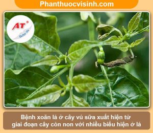 Cách xử lý cây vú sữa bị xoăn lá và nguyên nhân do đâu?