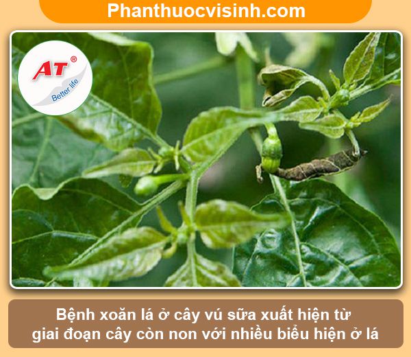 Cách xử lý cây vú sữa bị xoăn lá và nguyên nhân do đâu?