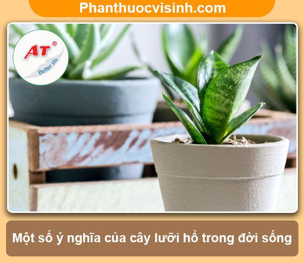 Cách trồng cây lưỡi hổ hoa nở rực rỡ và ý nghĩa phong thủy