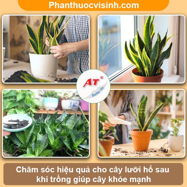 Cách trồng cây lưỡi hổ hoa nở rực rỡ và ý nghĩa phong thủy