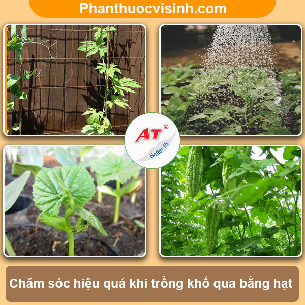 Cách trồng khổ qua bằng hạt nảy mầm 100%, mau lớn sai quả