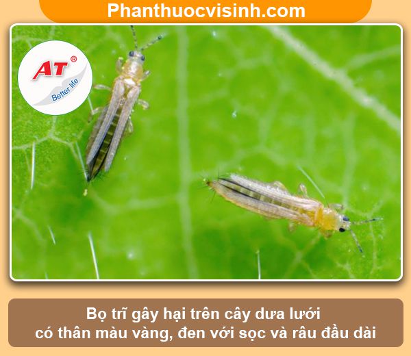 Bọ trĩ hại dưa lưới: nhận biết và phòng trừ hiệu quả