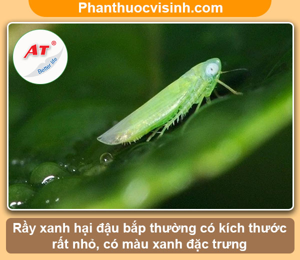 Biện pháp phòng trừ rầy xanh hại đậu bắp an toàn & hiệu quả