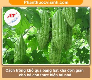 Cách trồng khổ qua bằng hạt nảy mầm 100%, mau lớn sai quả