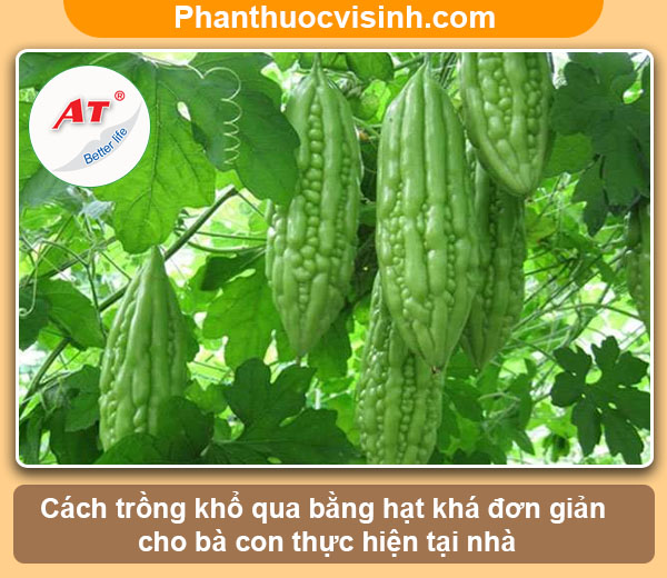 Cách trồng khổ qua bằng hạt nảy mầm 100%, mau lớn sai quả