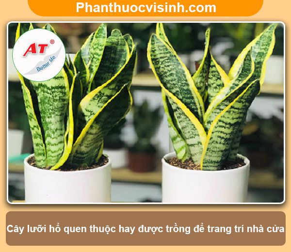 Cách trồng cây lưỡi hổ hoa nở rực rỡ và ý nghĩa phong thủy