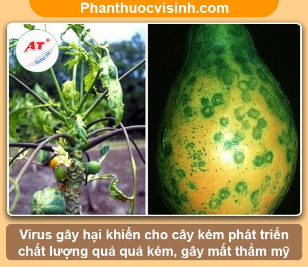 Biện pháp phòng trừ bệnh đốm vòng đu đủ an toàn & hiệu quả