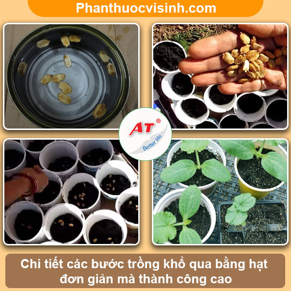 Cách trồng khổ qua bằng hạt nảy mầm 100%, mau lớn sai quả