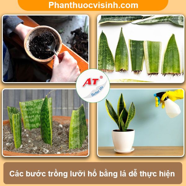 Cách trồng cây lưỡi hổ hoa nở rực rỡ và ý nghĩa phong thủy