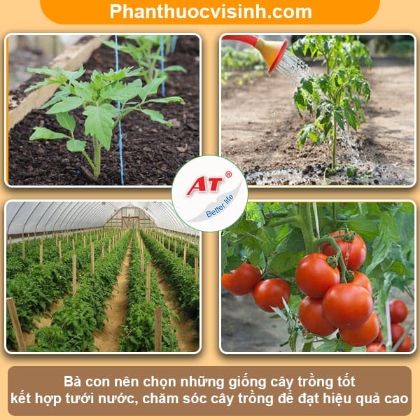 Nhận biết và Cách phòng trừ sâu vẽ bùa cà chua hiệu quả