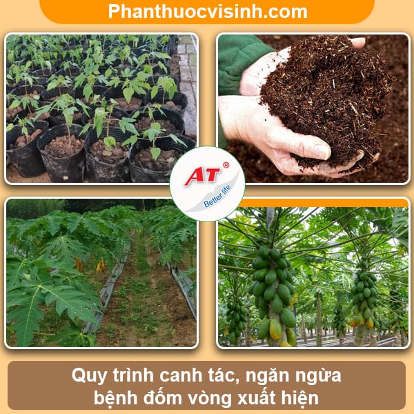 Biện pháp phòng trừ bệnh đốm vòng đu đủ an toàn & hiệu quả