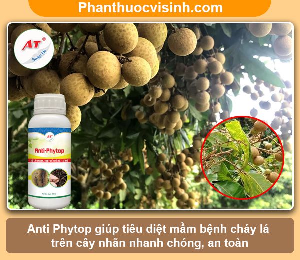 Bệnh cháy lá trên cây nhãn: Nguyên nhân & Cách phòng trị