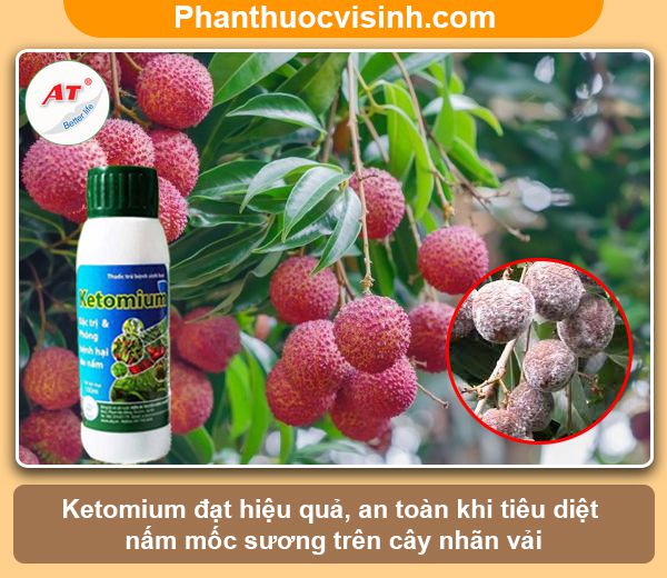 Cách phòng trừ bệnh mốc sương hại nhãn vải hiệu quả, an toàn