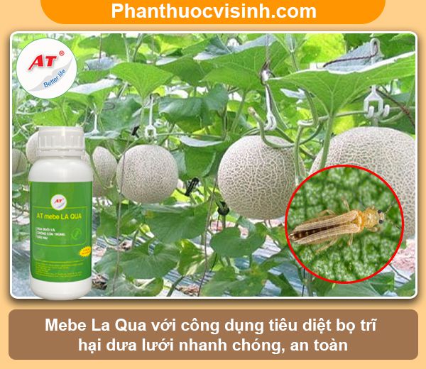 Bọ trĩ hại dưa lưới: nhận biết và phòng trừ hiệu quả