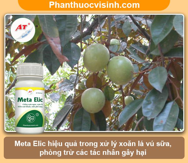 Cách xử lý cây vú sữa bị xoăn lá và nguyên nhân do đâu?