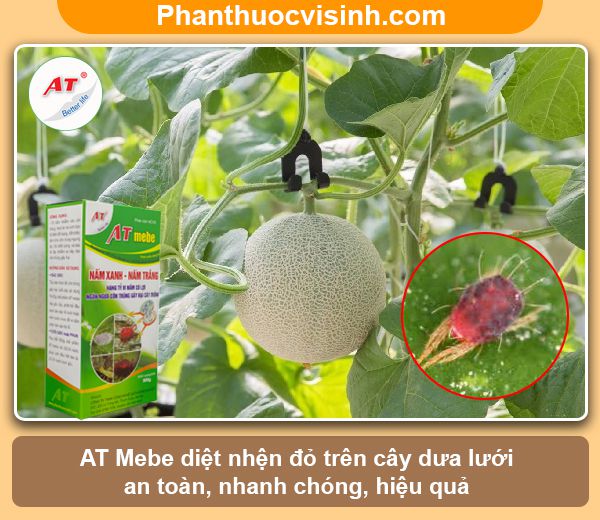 Phòng trừ nhện đỏ hại dưa lưới hiệu quả, an toàn
