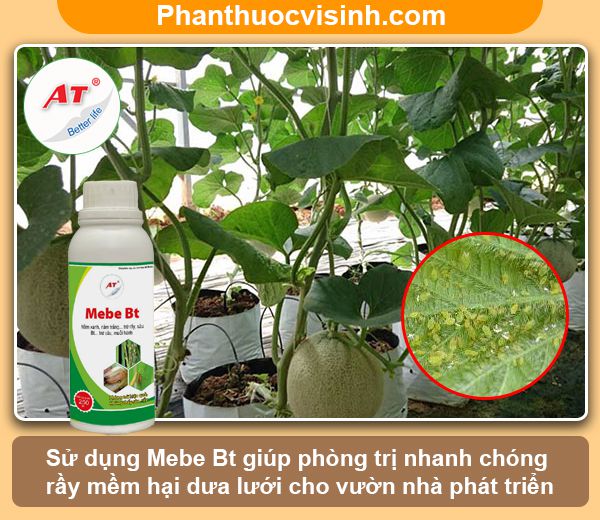 Cách phòng trừ rầy mềm hại dưa lưới hiệu quả và an toàn