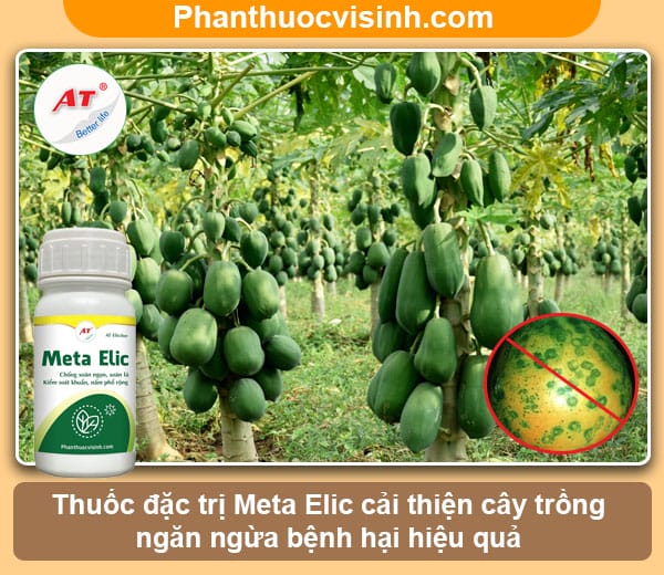 Biện pháp phòng trừ bệnh đốm vòng đu đủ an toàn & hiệu quả