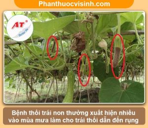 Tim hieu benh thoi trai non bau bi dua