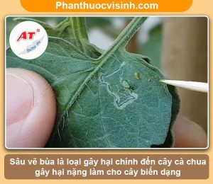 Tim hieu ve sau ve bua ca chua