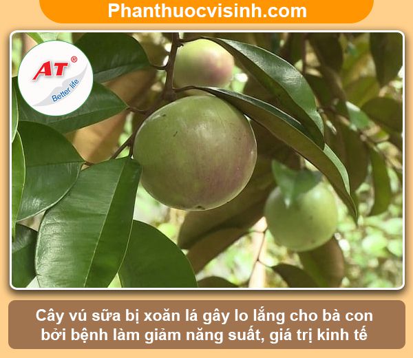 Cách xử lý cây vú sữa bị xoăn lá và nguyên nhân do đâu?