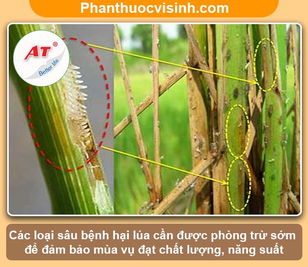Các loại sâu bệnh hại lúa thường gặp & Biện pháp phòng trừ
