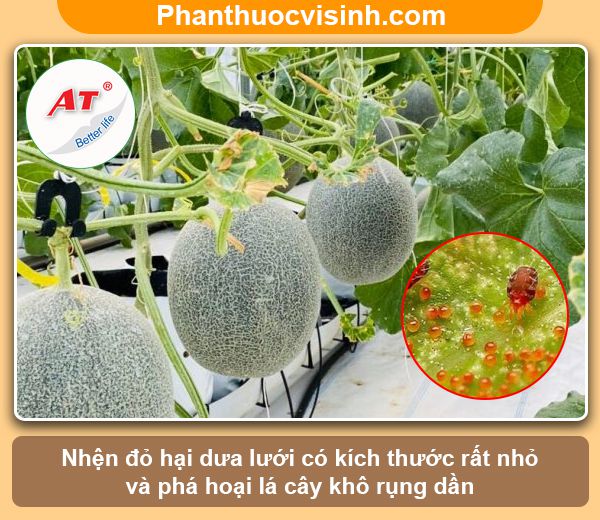 Phòng trừ nhện đỏ hại dưa lưới hiệu quả, an toàn