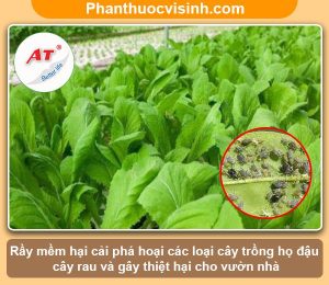 Phòng trừ rầy mềm hại cải hiệu quả, an toàn