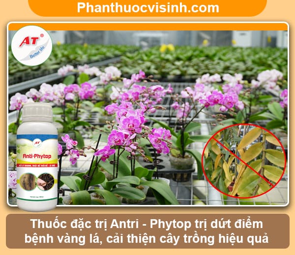 Nguyên nhân và những cách khắc phục lan bị vàng lá 5 Nguyên nhân và cách khắc phục lan bị vàng lá