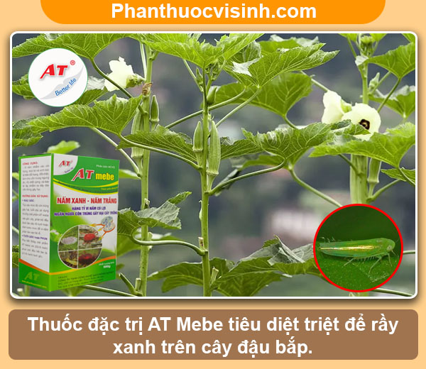 Biện pháp phòng trừ rầy xanh hại đậu bắp an toàn & hiệu quả