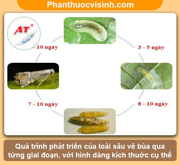 Biện pháp xử lý sâu vẽ bùa hại bưởi an toàn & hiệu quả