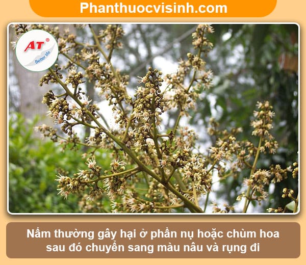Biện pháp phòng trừ bệnh thối hoa nhãn vải an toàn, hiệu quả