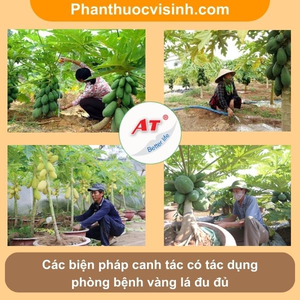 Đu đủ bị vàng lá nguyên nhân do đâu và cách phòng trừ