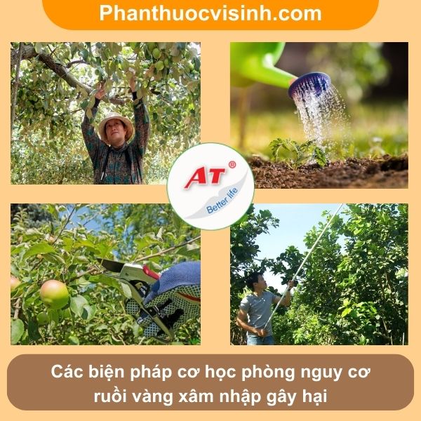 Hướng dẫn cách phòng trừ ruồi vàng hại táo hiệu quả, an toàn