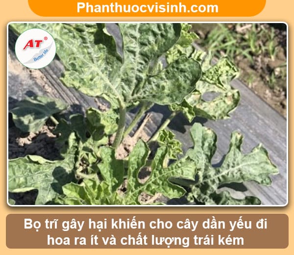 Biện pháp phòng trừ bọ trĩ hại dưa hấu triệt để và an toàn 3 Hướng dẫn cách tiêu diệt bọ trĩ hại dưa hấu tận gốc và an toàn