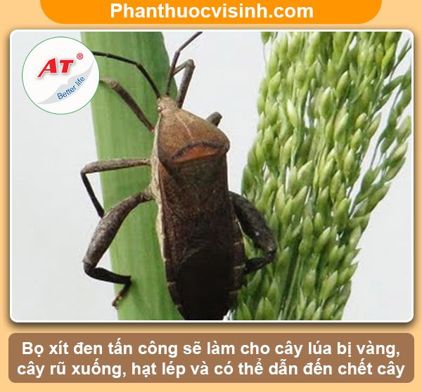 Các loại sâu bệnh hại lúa thường gặp & Biện pháp phòng trừ