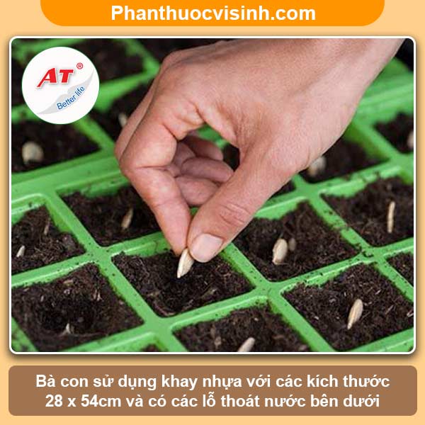 Hướng dẫn cách ươm hạt bầu tại nhà, tỷ lệ nảy mầm cao