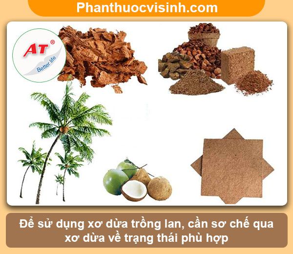 Hướng dẫn cách trồng lan bằng xơ dừa hoa nở rực rỡ, lâu tàn