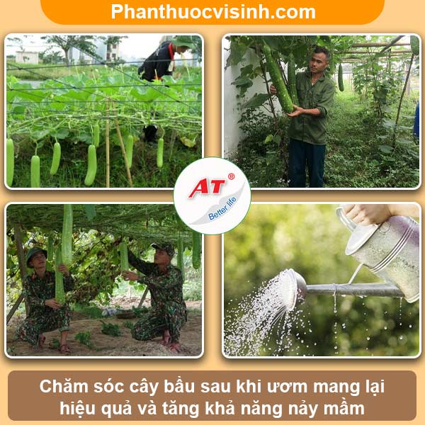 Hướng dẫn cách ươm hạt bầu tại nhà, tỷ lệ nảy mầm cao