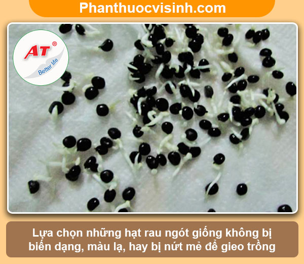 Hướng dẫn cách trồng rau ngót bằng hạt tại nhà lá xanh tươi