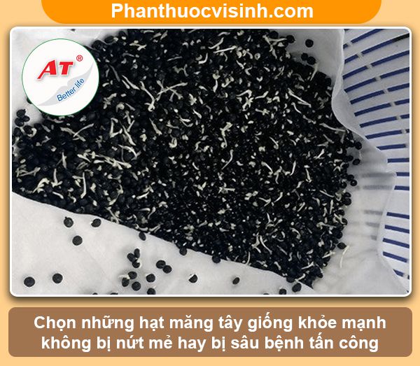 Cách trồng măng tây bằng hạt nảy mầm 100%, lớn nhanh