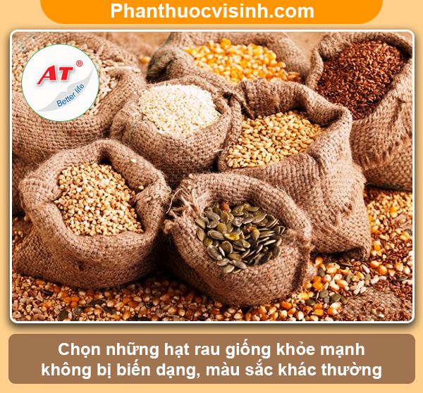 Hướng dẫn trồng rau bằng chai nhựa tạo khu vườn xanh, sạch