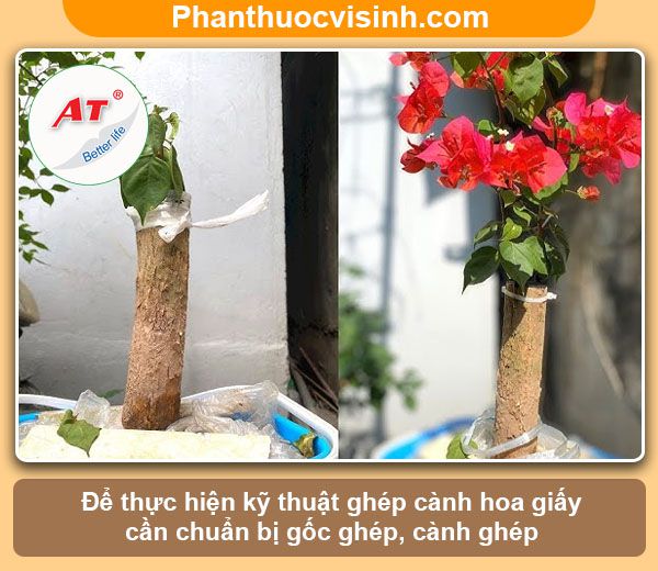 Ý nghĩa và Cách ghép cây hoa giấy tại nhà, ra hoa nhiều màu