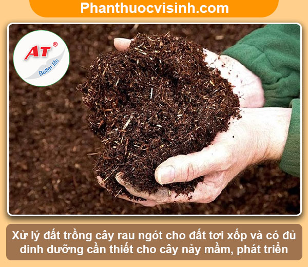 Hướng dẫn cách trồng rau ngót bằng hạt tại nhà lá xanh tươi