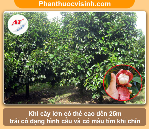 Hướng dẫn cách ươm hạt măng cụt nảy mầm thành công, sai quả 2 Hướng dẫn cách ươm hạt măng cụt nảy mầm, sai quả